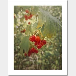 viburnum berries Posters and Art